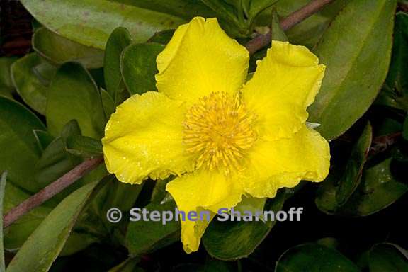 hibbertia scandens 3 graphic